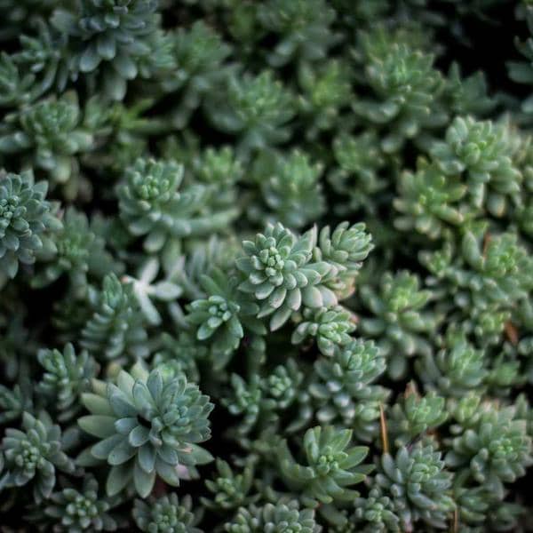 Bamboo Wind Chimes thumbnail 2