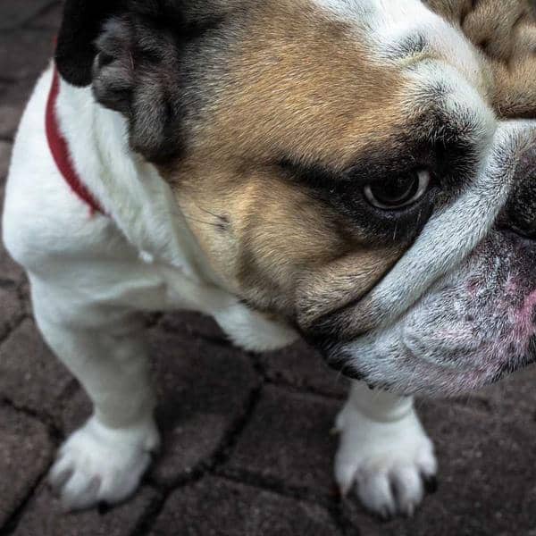 Natural Lip Balm Pack thumbnail 2