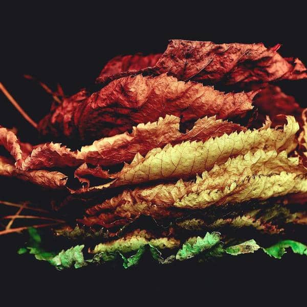 Vitamin C Serum thumbnail 1