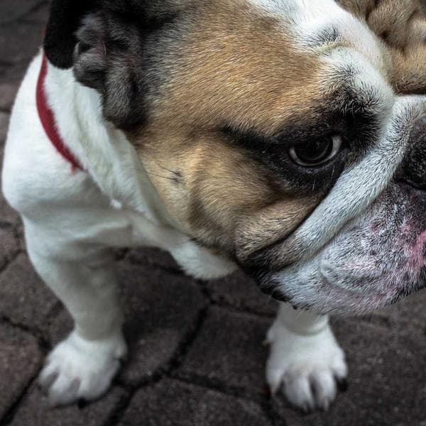 Natural Lip Balm Pack