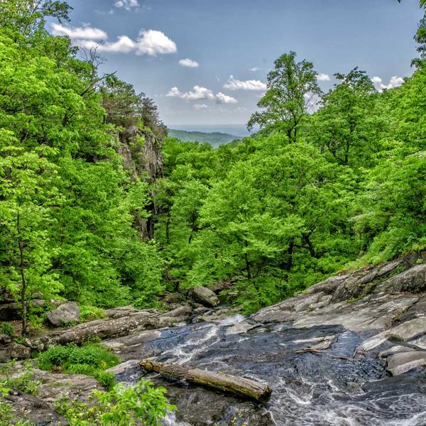 Albanian Rose Face Oil