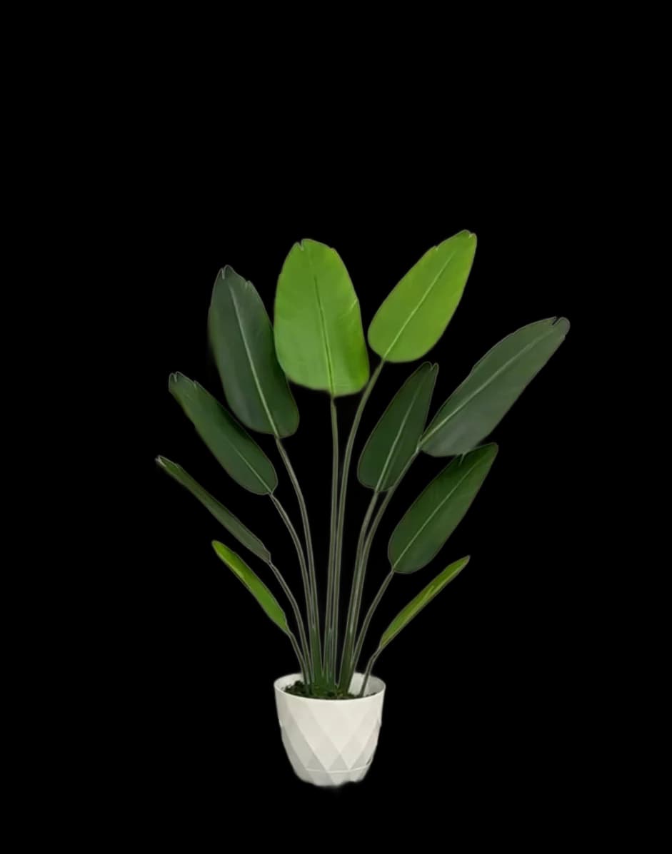Pemë Banane Dekorative 140cm, 160cm & 200cm